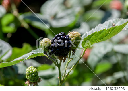 ブラックベリー、カイオワの黒色の果実【バラ科】 128252608