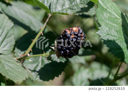 ブラックベリー、カイオワの黒色の果実【バラ科】 ブラックベリー、カイオワの黒色の果実【バラ科】 128252610