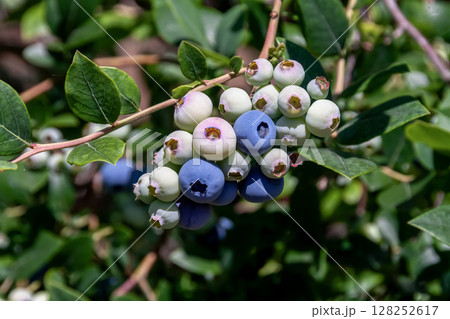 サザンハイブッシュ系ブルーベリー 128252617