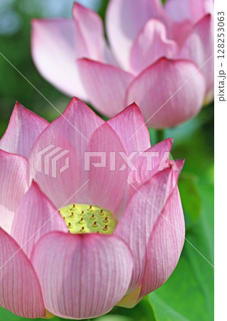 蓮の花 蓮の花 128253063
