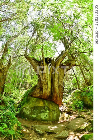 大きな岩を包み込むような木の幹のある景色 大きな岩を包み込むような木の幹のある景色 128253205