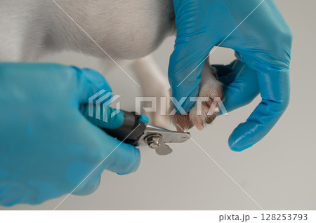 A veterinarian trims the nails of a Jack Russell Terrier dog. A veterinarian trims the nails of a Jack Russell Terrier dog. 128253793