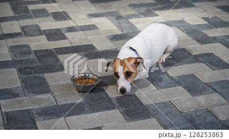 Sad dog lies next to food bowl. No appetite. Sad dog lies next to food bowl. No appetite. 128253863