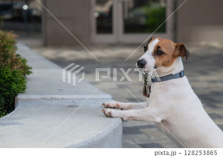 Jack Russell Terrier Dog Holding Apartment Keys. Jack Russell Terrier Dog Holding Apartment Keys. 128253865