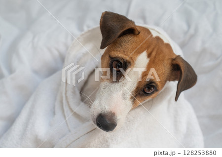 Jack Russell Terrier dog wrapped in a white towel.  128253880