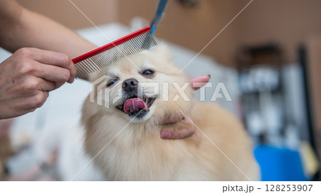 A Pomeranian is combed in a grooming salon. A Pomeranian is combed in a grooming salon. 128253907