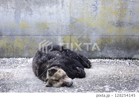 春のお昼寝ヒグマと桜 128254145