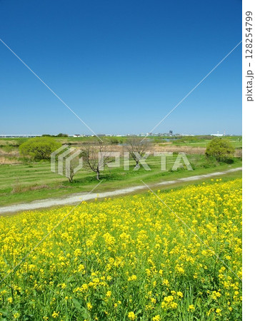 菜の花咲く土手から見る春の江戸川河川敷風景 菜の花咲く土手から見る春の江戸川河川敷風景 128254799