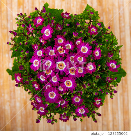Colorful beautiful pink cineraria flowers 128255002