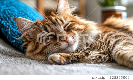 Maine Coon cat relaxes while savoring premium wet food from shiny ceramic bowl, accompanied elegant canned food product in serene setting Maine Coon cat relaxes while savoring premium wet food from shiny ceramic bowl, accompanied elegant canned food product in serene setting 128255003