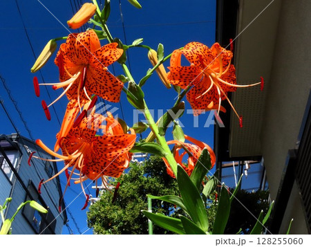 初夏の花:満開の花壇のオニユリ:天蓋百合 初夏の花:満開の花壇のオニユリ:天蓋百合 128255060