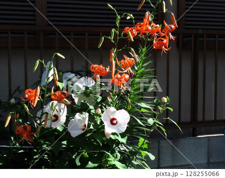 初夏の花:壇のオニユリ&スイフヨウ:天蓋百合 初夏の花:壇のオニユリ&スイフヨウ:天蓋百合 128255066