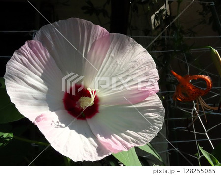 初夏の壇の花：酔芙蓉：すいふよう:ウスピンク色 128255085