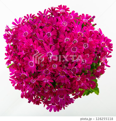 Top view of blooming mauve cineraria on white background Top view of blooming mauve cineraria on white background 128255118