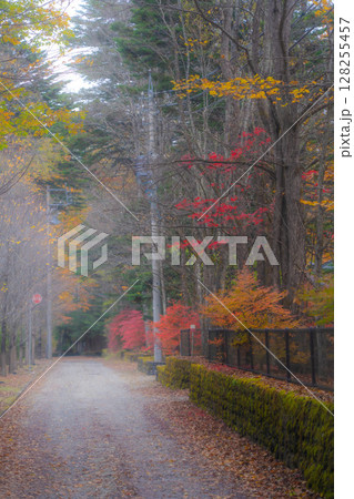 【秋素材】紅葉シーズンの霧に包まれた軽井沢の風景【長野県】 【秋素材】紅葉シーズンの霧に包まれた軽井沢の風景【長野県】 128255457