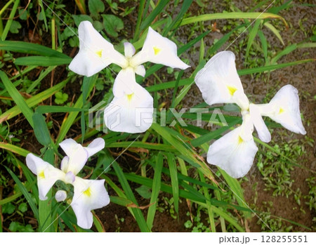 伊豆高原花しょうぶ園 伊豆高原花しょうぶ園 128255551