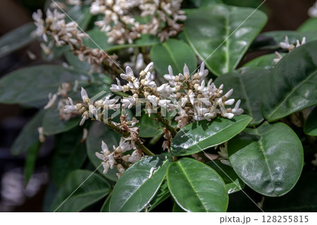 常緑樹林床に自生するミヤマトベラの花【マメ科】 128255815