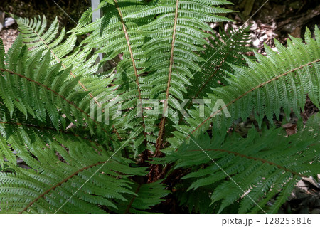 薬用植物としても知られるオシダ【オシダ科】 128255816