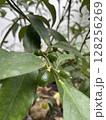 Close-up young green citrus fruits growing on a leafy brandh, showing early stages of development in a garden setting. 128256269
