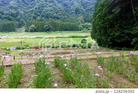 伊豆高原花しょうぶ園 128256302