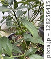 A healthy potted citrus plant bearing clusters of small, unripe green fruits, thriving amidst lush green foliage. 128256415