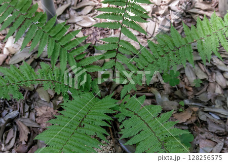 薬用植物としても知られるオシダ【オシダ科】 128256575