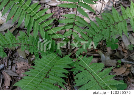 薬用植物としても知られるオシダ【オシダ科】 128256576