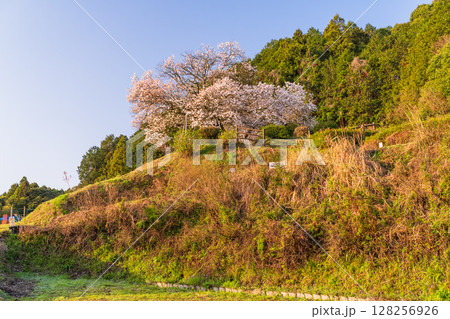 《佐賀県》嬉野の百年桜・夜明け 128256926