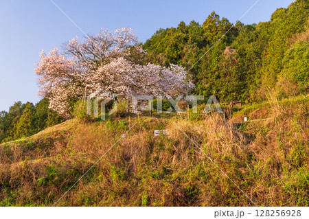 《佐賀県》嬉野の百年桜・夜明け 128256928