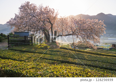 《佐賀県》嬉野の百年桜・夜明け 《佐賀県》嬉野の百年桜・夜明け 128256939