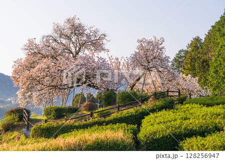《佐賀県》嬉野の百年桜・夜明け 128256947