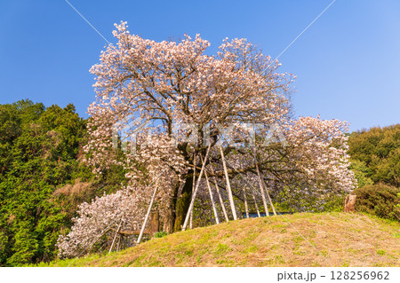 《佐賀県》嬉野の百年桜・夜明け 128256962