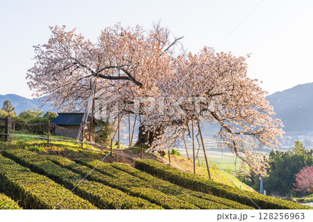 《佐賀県》嬉野の百年桜・夜明け 128256963