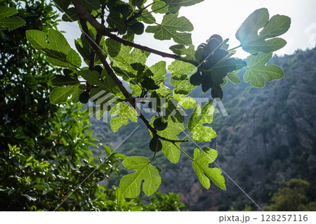 モロッコ シャウエンいちじくの木 128257116