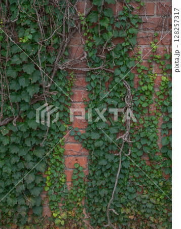 ツタとレンガ 000218 128257317