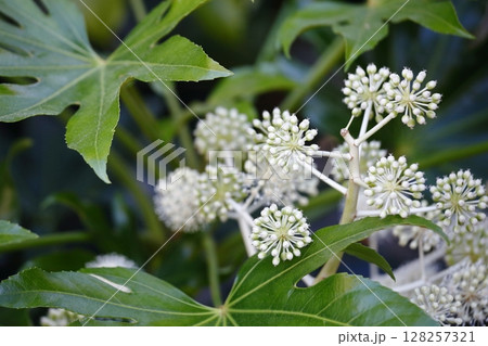 白いヤツデの花 128257321