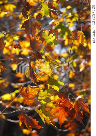 紅葉したプラタナスの葉 128257329