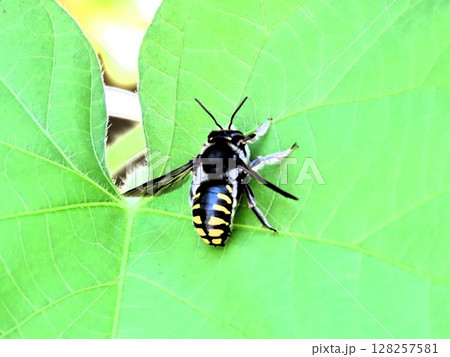 あさがおの葉の:昆虫:トモンハナバチ 分類:ハチ目(膜翅目)>ハキリバチ科 あさがおの葉の:昆虫:トモンハナバチ 分類:ハチ目(膜翅目)>ハキリバチ科 128257581