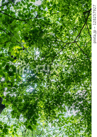 爽やかな新緑 128257927