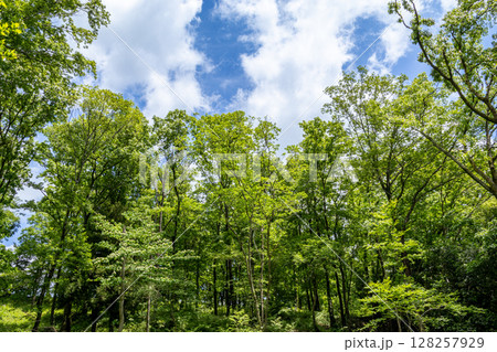 青空に映える初夏の新緑 128257929