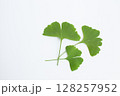 白背景に置いた銀杏の葉っぱ 128257952