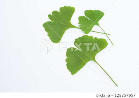 白背景に置いた銀杏の葉っぱ 128257957