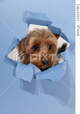 Yorkshire Terrier Peeks Through a Torn Paper Background Into a Playful Setup 128257961