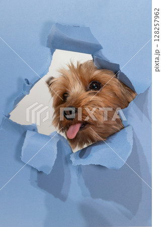 Yorkshire Terrier Peeking Through Torn Paper in a Playful Manner 128257962