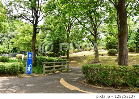 横浜市神奈川区 三ツ沢公園園路(トリムコース)と新緑 横浜市神奈川区 三ツ沢公園園路(トリムコース)と新緑 128258137