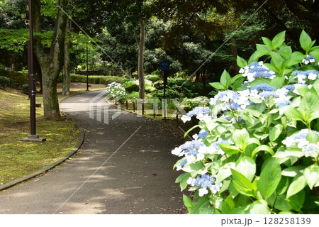 横浜市神奈川区　三ツ沢公園園路（トリムコース）と紫陽花 128258139