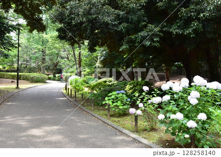 横浜市神奈川区　三ツ沢公園園路（トリムコース）と紫陽花 128258140