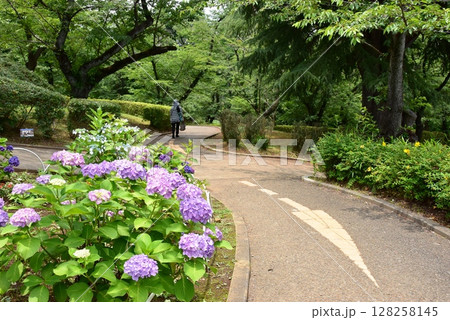 横浜市神奈川区　三ツ沢公園園路（トリムコース）と紫陽花 128258145