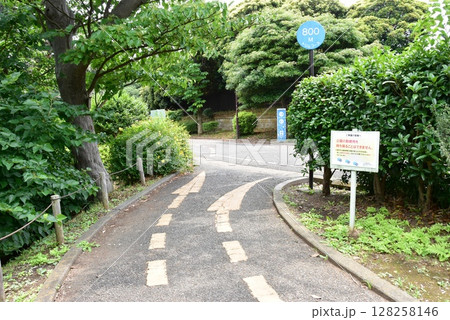 横浜市神奈川区　三ツ沢公園園路（トリムコース）と新緑 128258146