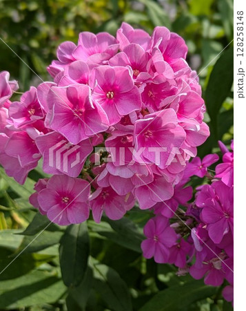 あざやかなピンクの花 128258148